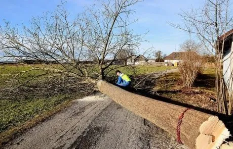 גיזום עצים ברחובות